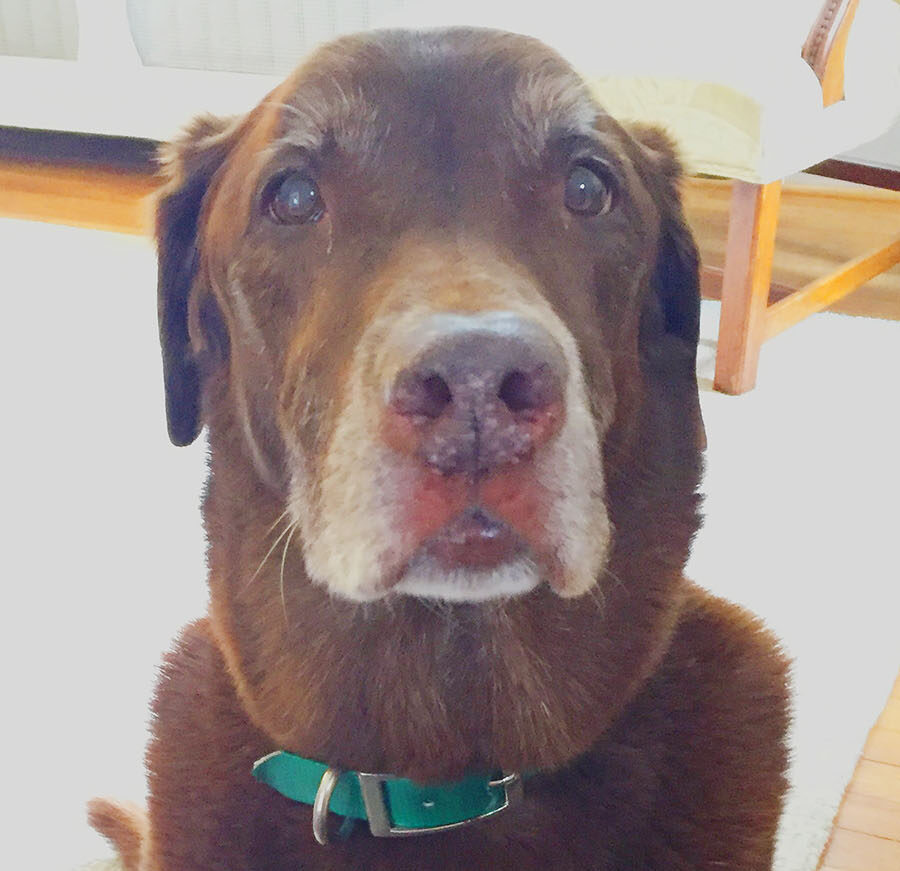 On Petsitting and Dreams Coming True